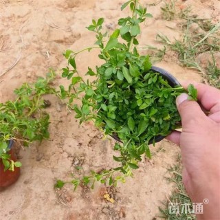 高度15厘米姬岩垂草