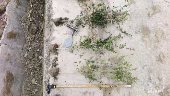 冠幅20厘米小叶女贞球