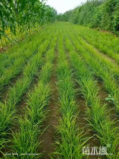 高度30厘米丹麦草