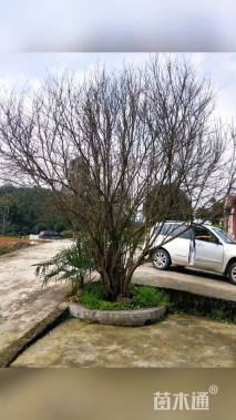 高度350厘米石榴