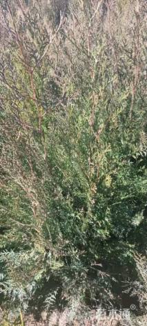 高度100厘米侧柏