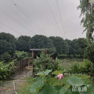 15公分桂花