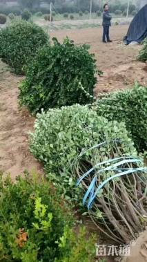 冠幅180厘米卫矛球