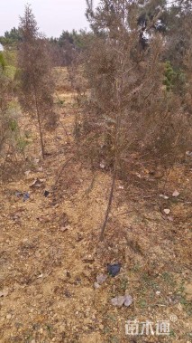 高度200厘米侧柏