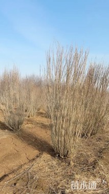 高度300厘米木槿