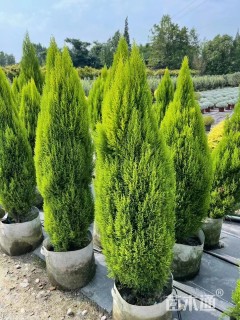 高度60厘米甘松