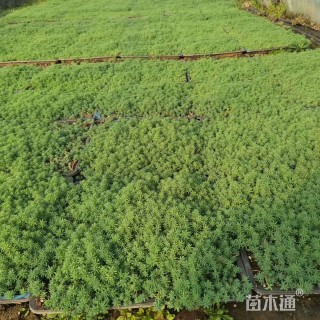 高度5厘米中华景天