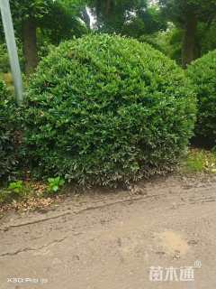 高度100厘米小叶蚊母