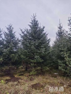 高度460厘米青扦云杉
