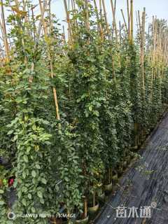 1.5厘米藤本月季