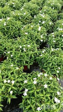 高度26厘米珍珠狗牙花