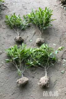 高度30厘米毛鹃小苗