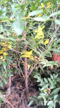 高度70厘米酸枣