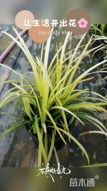 高度30厘米麦冬