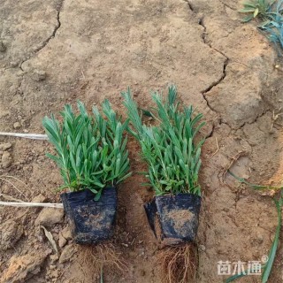 高度14厘米薰衣草