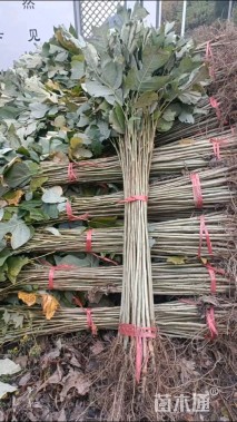 0.8公分0.8公分马褂木