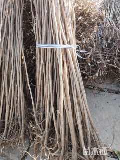 高度100厘米紫荆