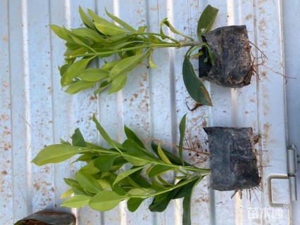 高度25厘米非洲茉莉