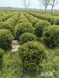 冠幅80厘米小叶黄杨球