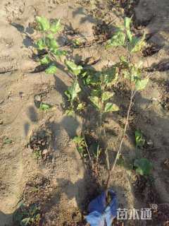 高度70厘米丁香