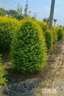 2公分造型川滇蜡树