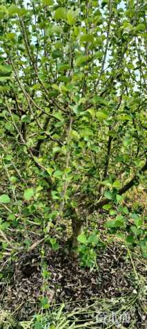 高度150厘米海滨木槿