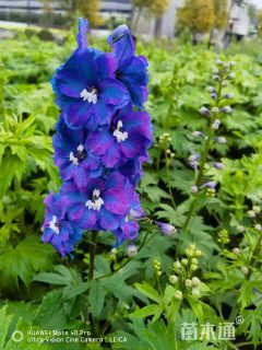 高度30厘米飞燕草