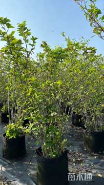 高度120厘米丛生玉兰