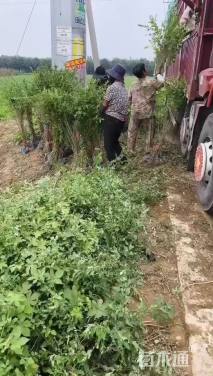 高度80厘米水蜡