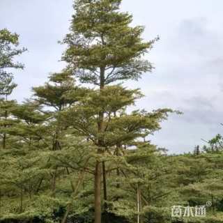 13公分锦叶榄仁