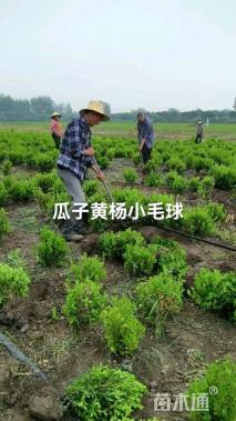 冠幅30厘米瓜子黄杨球