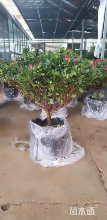 高度40厘米西洋杜鹃