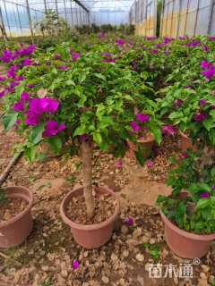 高度40厘米三角梅