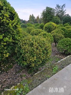 冠幅120厘米大叶黄杨球