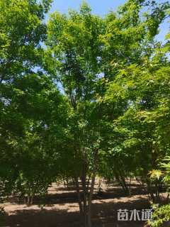 高度800厘米丛生五角枫