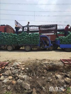 高度15厘米麦冬