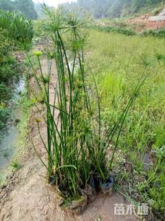 高度40厘米纸莎草