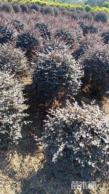 8公分造型红花继木桩