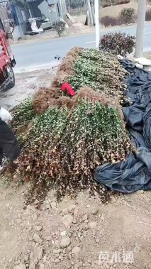 高度55厘米卫矛小苗