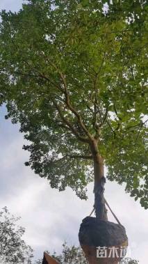 20公分红果冬青