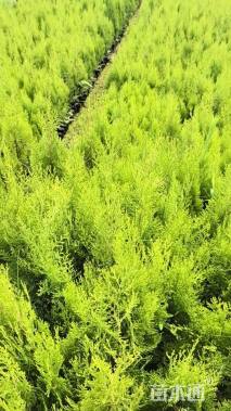 高度60厘米洒金柏