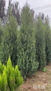 高度250厘米刺柏