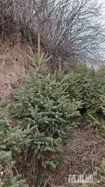 高度150厘米青海云杉