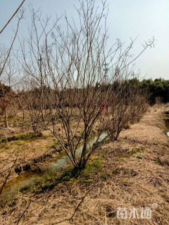 高度2.5厘米丛生紫薇