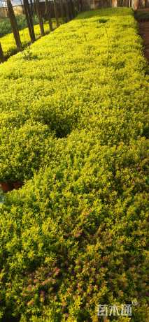 高度25厘米金叶满天星