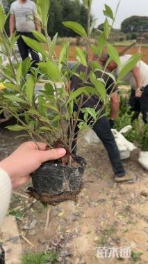 高度30厘米小叶栀子