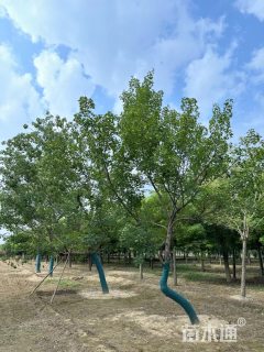 15公分造型元宝枫