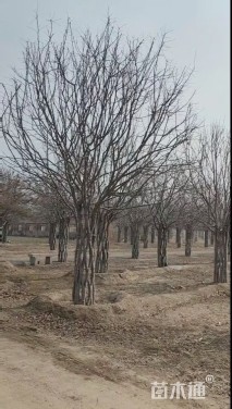 高度200厘米丛生海棠