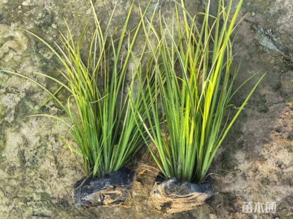 高度25厘米金叶石菖蒲