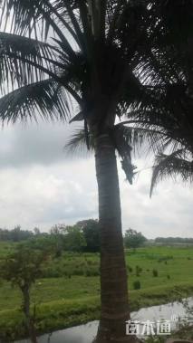 裸干高50厘米椰子树
